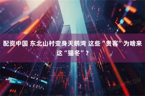配资中国 东北山村变身天鹅湾 这些“贵客”为啥来这“猫冬”？